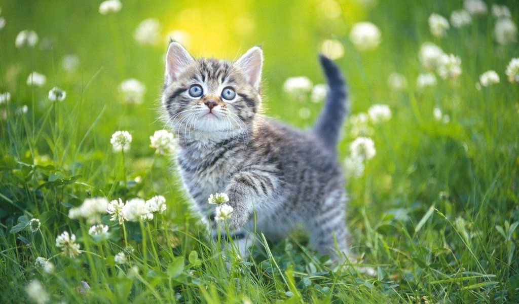 Обои цветы, трава, поле, кошка, котенок, милый, flowers, grass, field, cat, kitty, cute разрешение 2560x1600 Загрузить