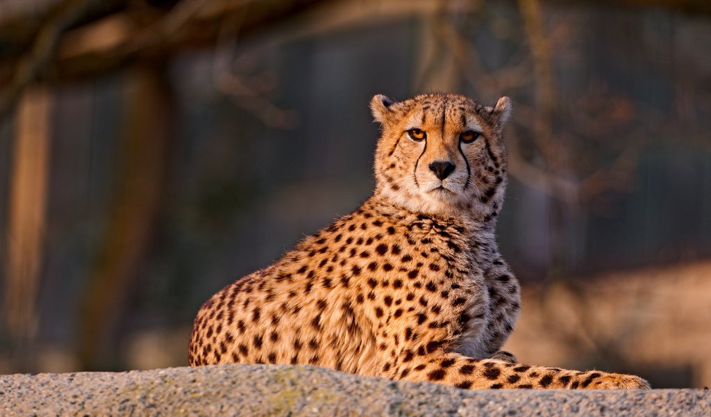 Обои морда, смотрит, взгляд, лежит, хищник, камень, большая кошка, гепард, face, looks, look, lies, predator, stone, big cat, cheetah разрешение 2560x1600 Загрузить