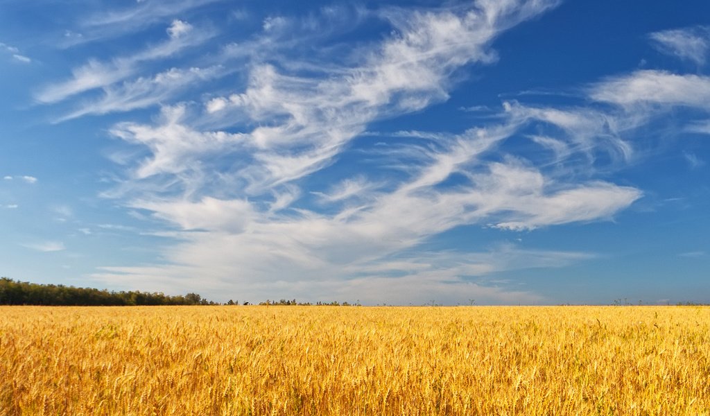 Обои небо, облака, деревья, поле, лето, колосья, пшеница, the sky, clouds, trees, field, summer, ears, wheat разрешение 1920x1200 Загрузить