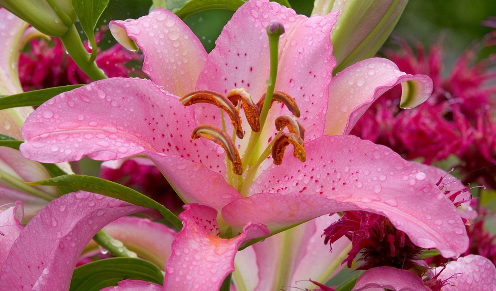 Обои цветы, цветок, лилия, розовая, капли воды, flowers, flower, lily, pink, water drops разрешение 1920x1200 Загрузить