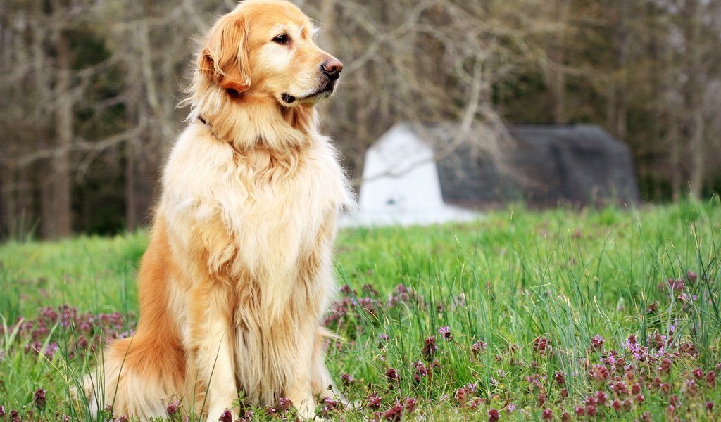 Обои цветы, трава, поле, собака, поляна, друг, золотистый ретривер, flowers, grass, field, dog, glade, each, golden retriever разрешение 1920x1200 Загрузить