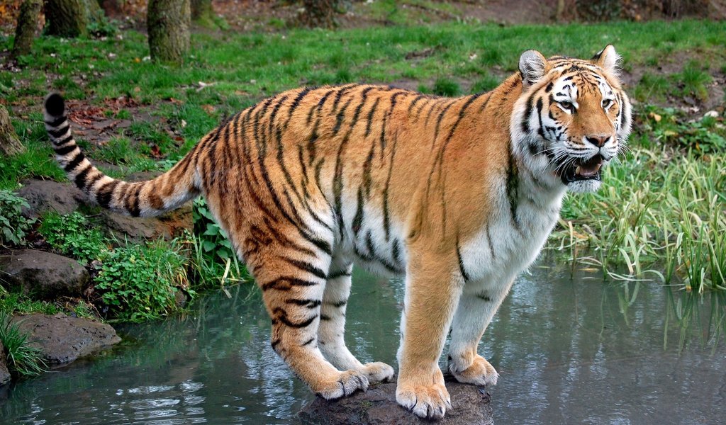 Обои тигр, трава, вода, ручей, хищник, камень, tiger, grass, water, stream, predator, stone разрешение 2500x1660 Загрузить