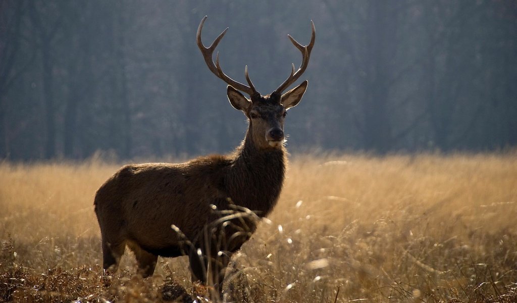 Обои природа, олень, животные, поле, лето, рога, nature, deer, animals, field, summer, horns разрешение 2560x1600 Загрузить