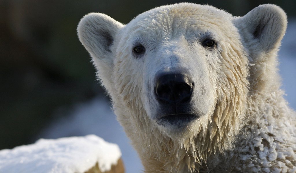 Обои морда, взгляд, медведь, белый, белый медведь, полярный, face, look, bear, white, polar bear, polar разрешение 2560x1600 Загрузить