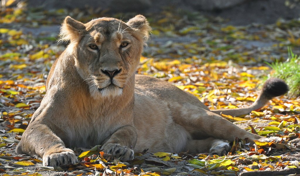 Обои листва, взгляд, хищник, отдых, лев, львица, foliage, look, predator, stay, leo, lioness разрешение 2048x1360 Загрузить
