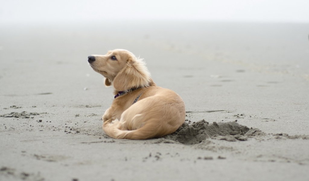 Обои песок, пляж, собака, щенок, такса, sand, beach, dog, puppy, dachshund разрешение 2560x1600 Загрузить