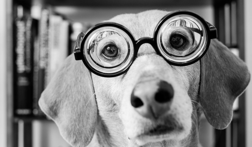 Обои морда, взгляд, очки, чёрно-белое, собака, такса, face, look, glasses, black and white, dog, dachshund разрешение 2048x1365 Загрузить