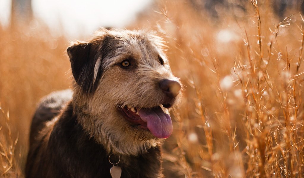 Обои трава, поле, лето, взгляд, собака, ошейник, язык, grass, field, summer, look, dog, collar, language разрешение 2560x1600 Загрузить