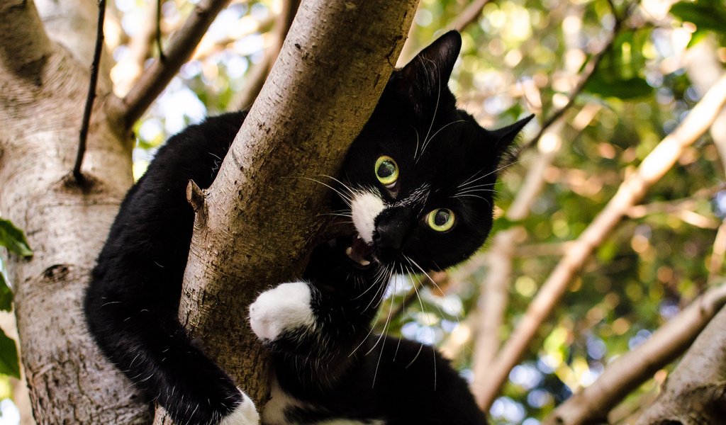 Обои дерево, кот, кошка, взгляд, зубы, чёрно-белый, tree, cat, look, teeth, black and white разрешение 2048x1356 Загрузить