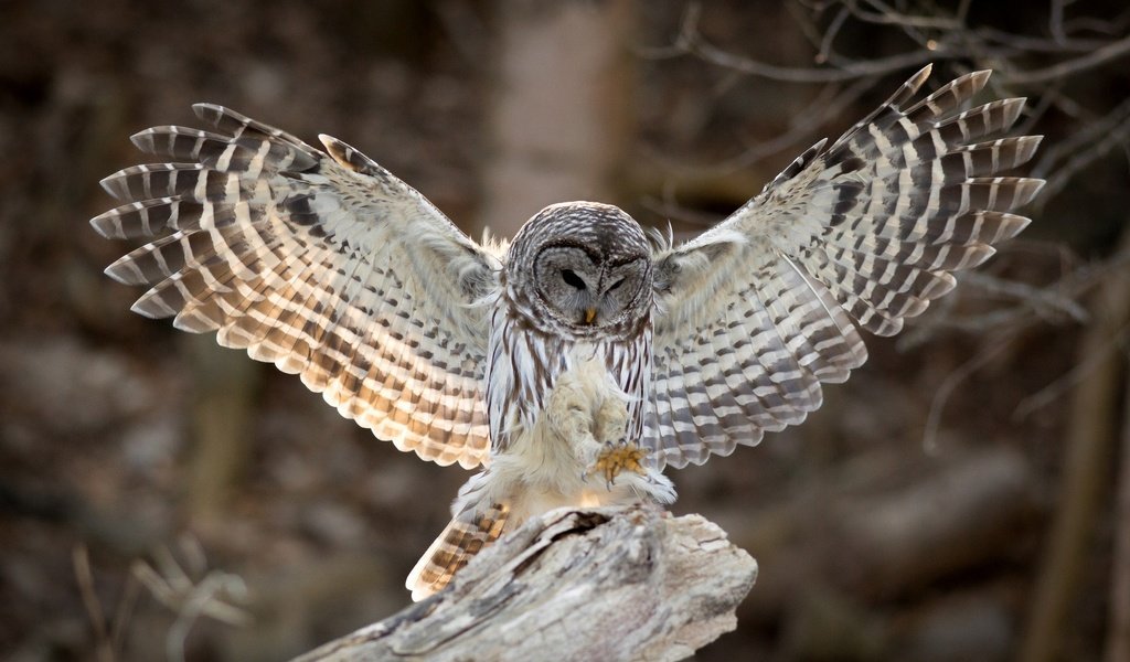 Обои сова, крылья, птица, клюв, перья, неясыть, хищная птица, owl, wings, bird, beak, feathers, bird of prey разрешение 2048x1339 Загрузить