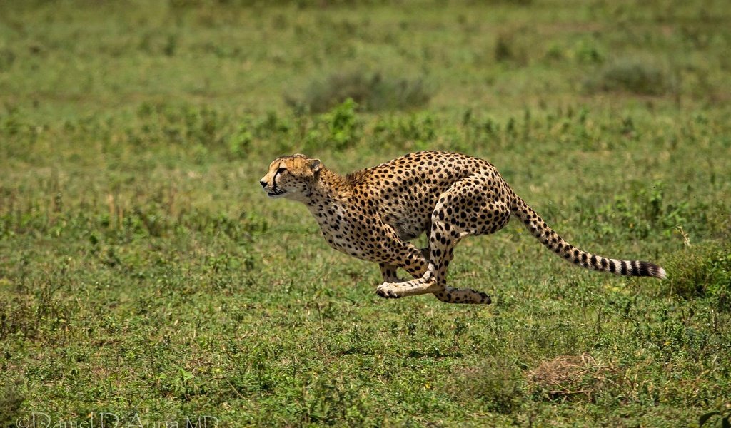 Обои трава, хищник, животное, бег, гепард, бежит, grass, predator, animal, running, cheetah, runs разрешение 2048x1232 Загрузить