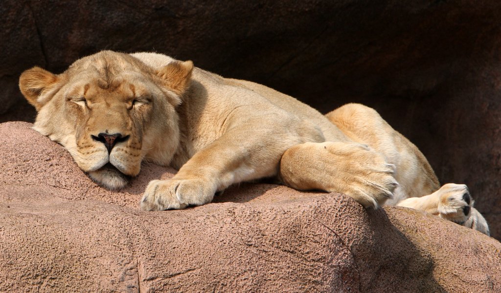 Обои сон, камень, отдых, львица, дикая кошка, спи, sleep, stone, stay, lioness, wild cat разрешение 3888x2592 Загрузить