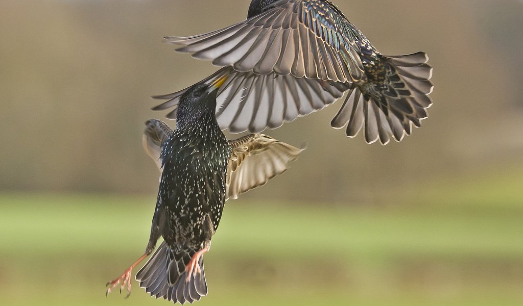 Обои птицы, сражение, в воздухе, скворцы, birds, the battle, in the air, starlings разрешение 2048x1536 Загрузить