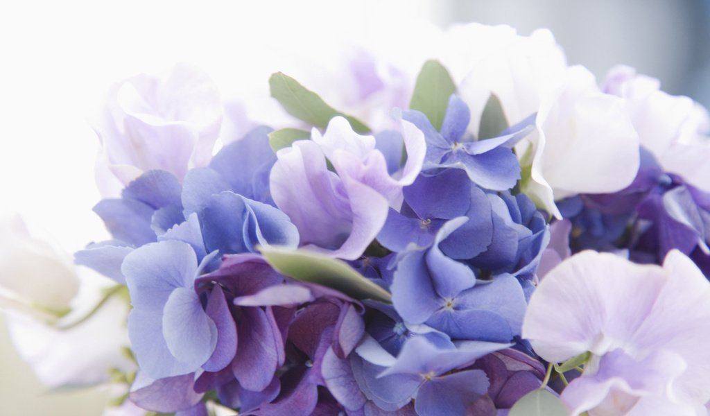 Обои цветы, букет, белая, голубая, сиреневая, гортензия, flowers, bouquet, white, blue, lilac, hydrangea разрешение 1920x1200 Загрузить