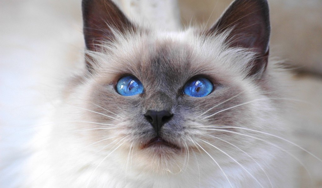 Обои кот, кошка, взгляд, порода, священная бирма, бирманская, синеглазая, cat, look, breed, sacred birman, burmese, blue-eyed разрешение 2240x1488 Загрузить