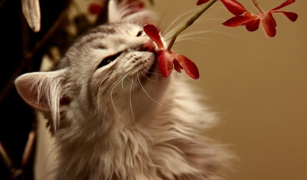 Обои цветок, кот, кошка, пушистый, запах, flower, cat, fluffy, the smell разрешение 2560x1600 Загрузить