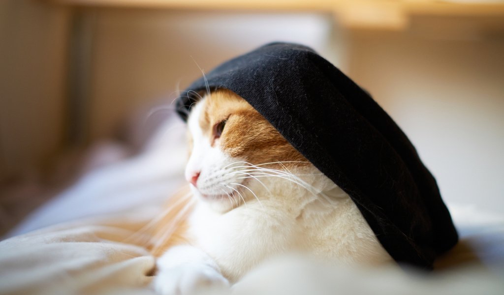 Обои кот, кошка, шляпка, сонная, бело-рыжая, cat, hat, sleepy, white-red разрешение 2048x1365 Загрузить