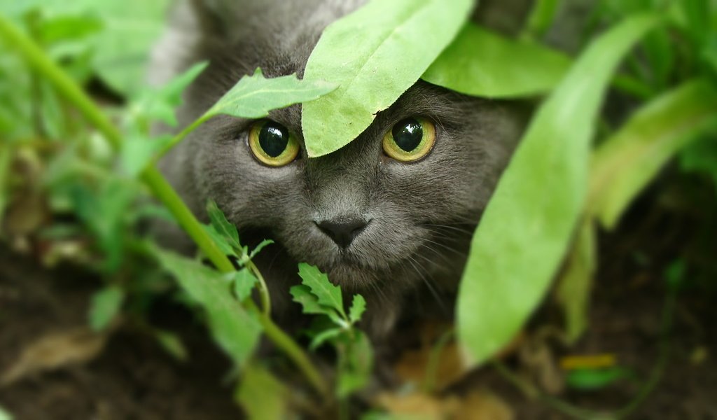 Обои морда, трава, кот, кошка, взгляд, охота, желтые глаза, face, grass, cat, look, hunting, yellow eyes разрешение 1920x1080 Загрузить