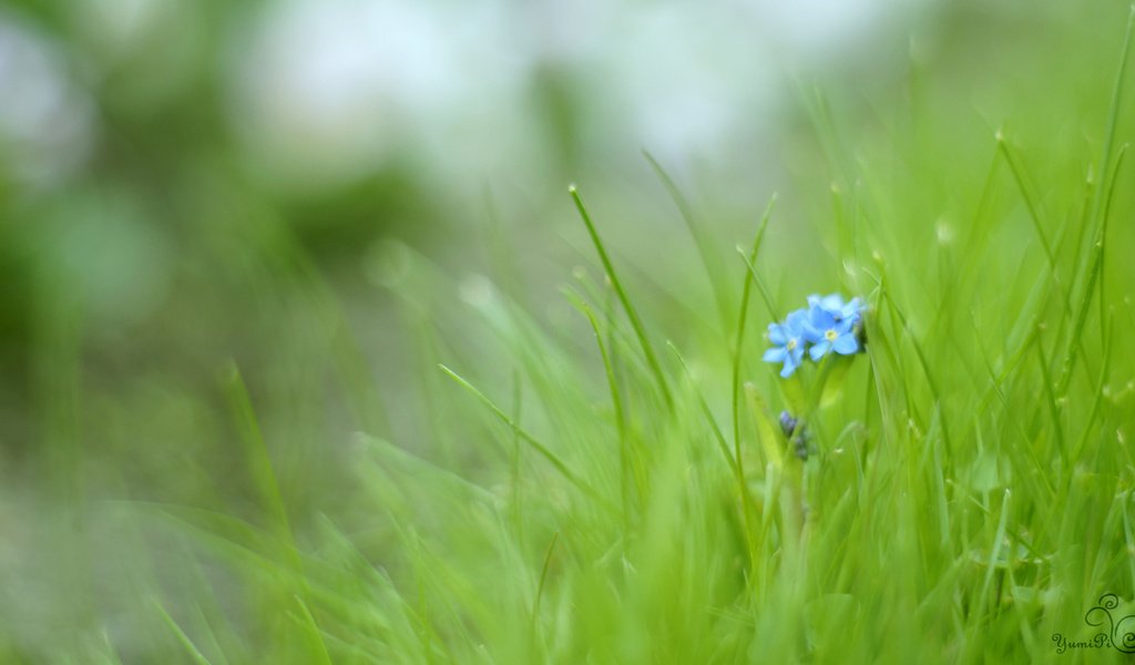 Обои цветы, трава, макро, зеленая, незабудки, голубые, flowers, grass, macro, green, forget-me-nots, blue разрешение 1920x1080 Загрузить