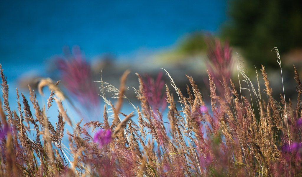 Обои трава, природа, макро, поле, размытость, колоски, grass, nature, macro, field, blur, spikelets разрешение 2048x1365 Загрузить