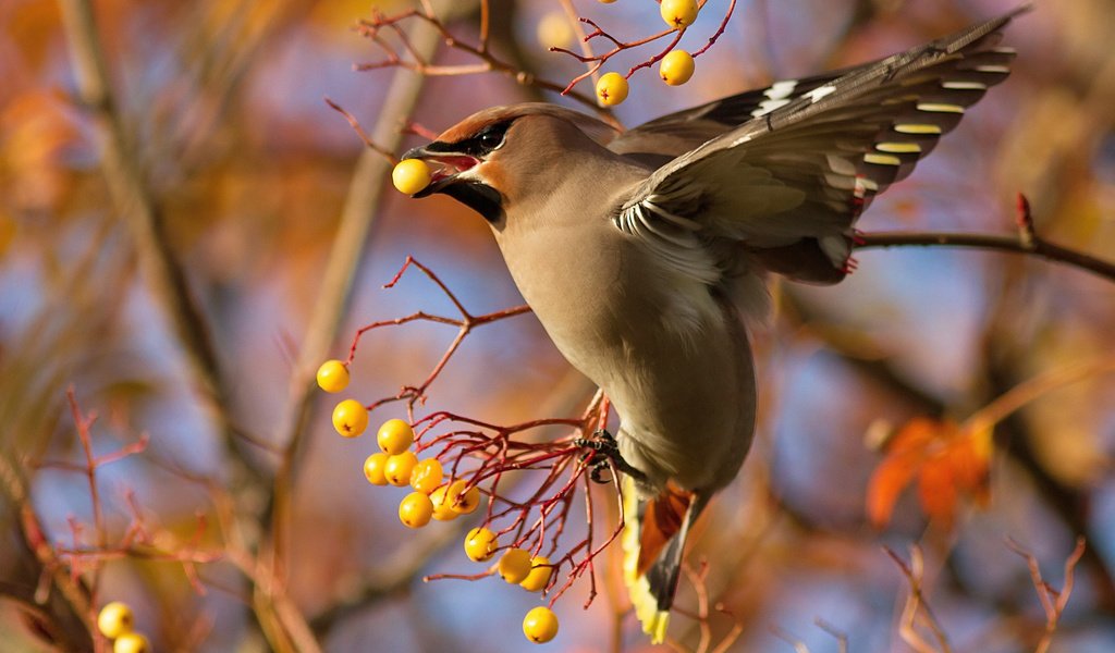 Обои ветка, птица, ягоды, свиристель, branch, bird, berries, the waxwing разрешение 2048x1410 Загрузить