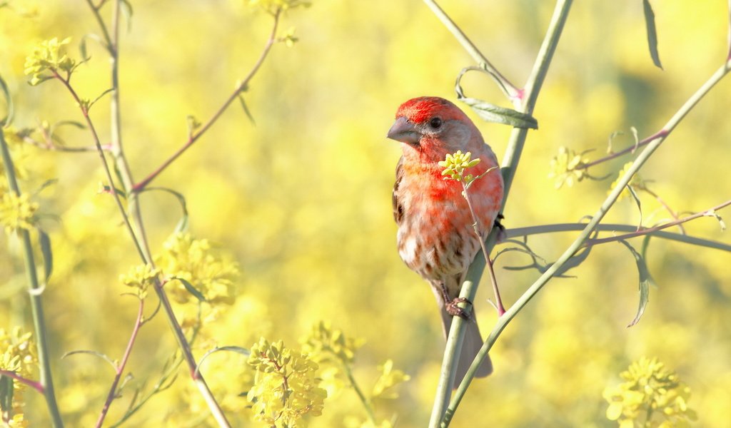 Обои цветы, птица, куст, веточки, зяблик, flowers, bird, bush, twigs, chaffinch разрешение 1920x1200 Загрузить