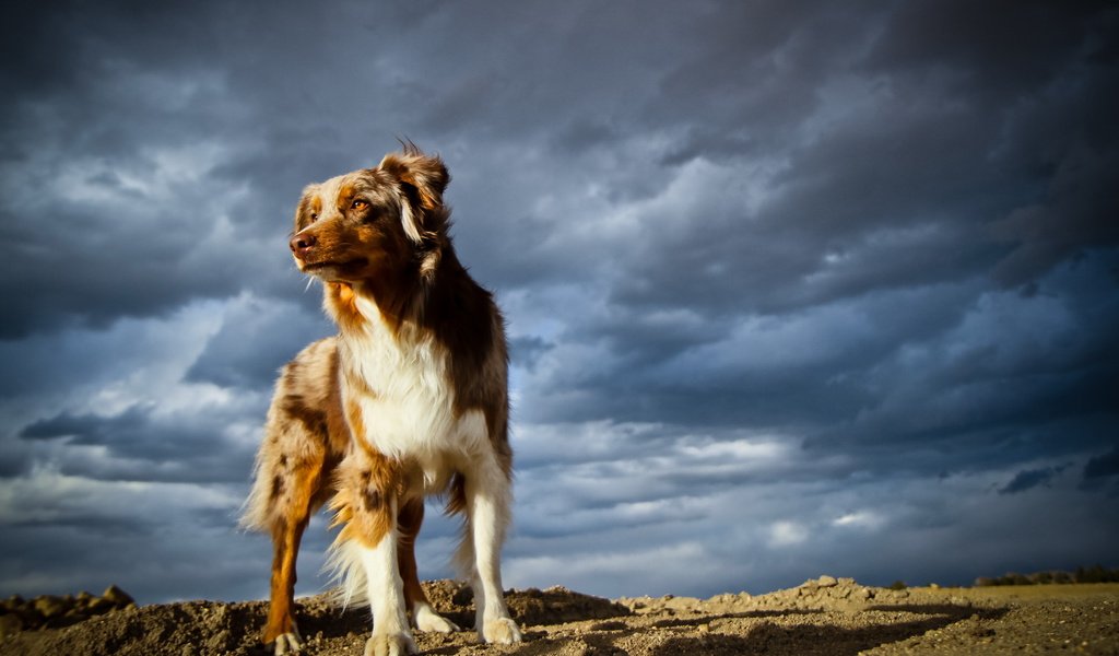 Обои небо, тучи, собака, австралийская овчарка, the sky, clouds, dog, australian shepherd разрешение 2560x1600 Загрузить