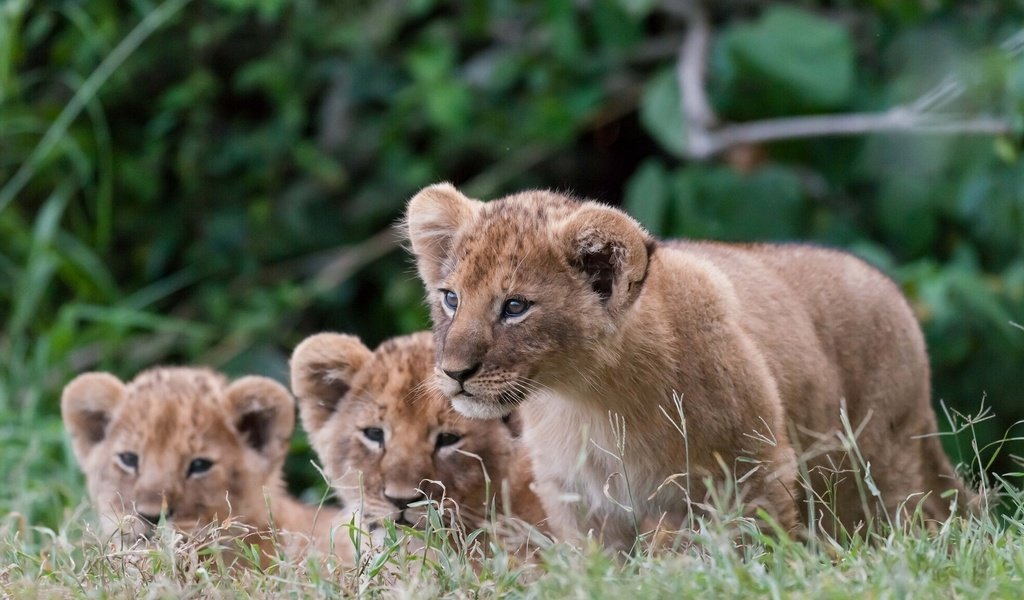 Обои трава, природа, львы, малыши, львята, детеныши, grass, nature, lions, kids, the cubs, cubs разрешение 1920x1081 Загрузить