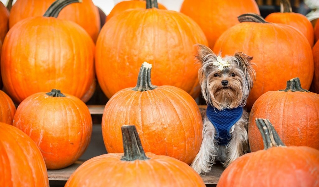 Обои фон, взгляд, тыквы, бантик, йоркширский терьер, cобака, background, look, pumpkin, bow, yorkshire terrier, dog разрешение 2137x1200 Загрузить