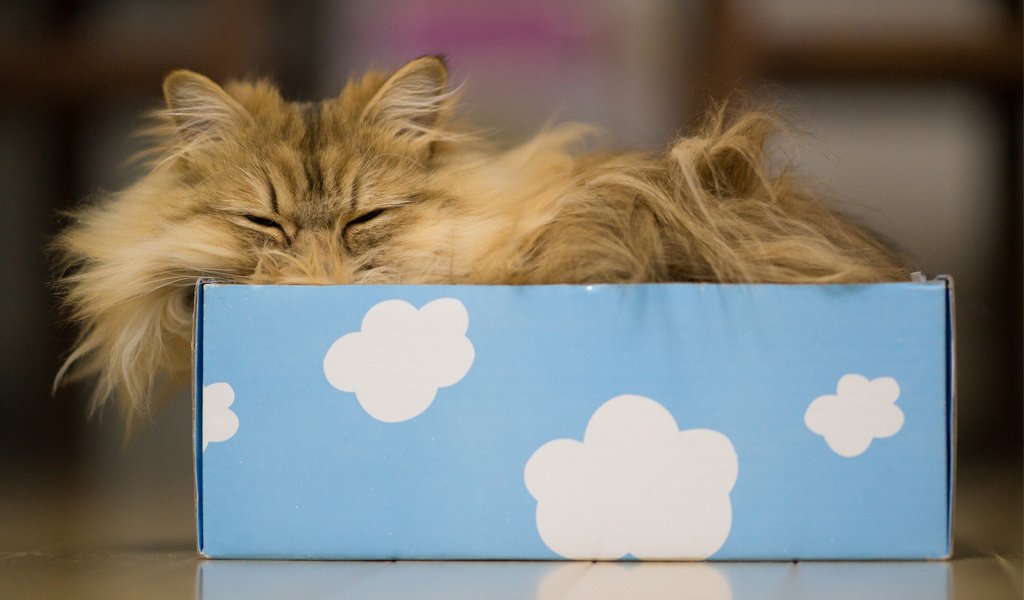 Обои облака, кот, кошка, сон, коробка, дейзи, бенджамин тород, бен тород, clouds, cat, sleep, box, daisy, benjamin torod, ben torod разрешение 3000x2000 Загрузить