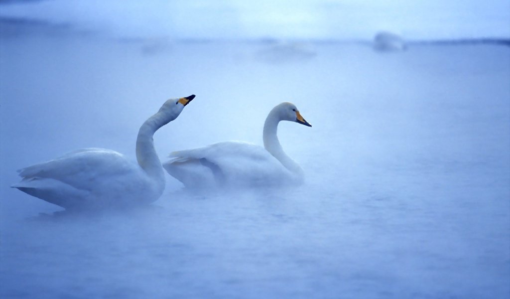 Обои вода, туман, птицы, белые, лебеди, прекрасные, плавают, water, fog, birds, white, swans, beautiful, swim разрешение 2560x1600 Загрузить