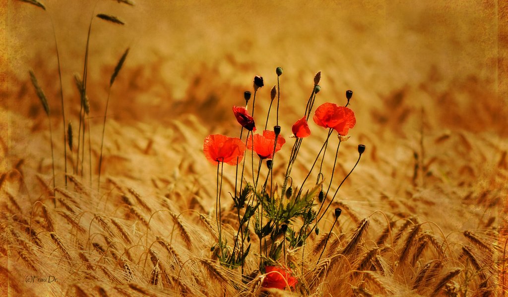 Обои цветы, природа, фон, поле, маки, пшеница, колоски, flowers, nature, background, field, maki, wheat, spikelets разрешение 2560x1600 Загрузить