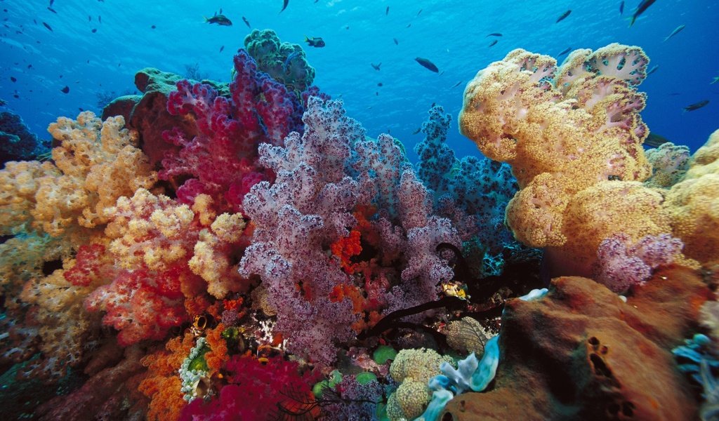Обои рыбы, глубина, кораллы, подводный мир, морское дно, fish, depth, corals, underwater world, the bottom of the sea разрешение 1920x1080 Загрузить