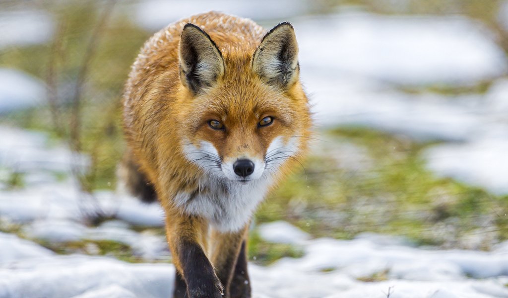 Обои трава, снег, взгляд, рыжая, лиса, лисица, grass, snow, look, red, fox разрешение 2048x1536 Загрузить