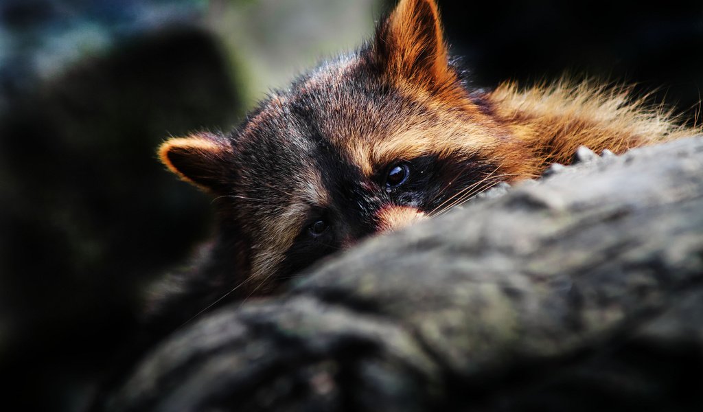 Обои глаза, мордочка, уши, бревно, енот, спрятался, eyes, muzzle, ears, log, raccoon, hid разрешение 2048x1365 Загрузить