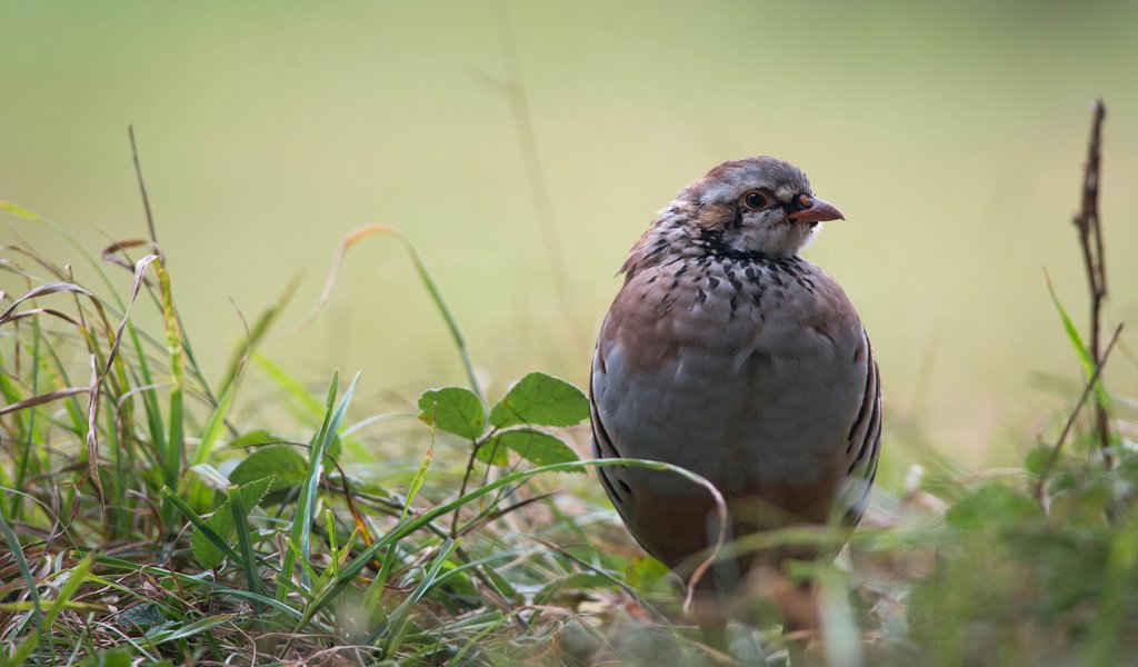 Обои трава, листья, птица, куропатка, grass, leaves, bird, partridge разрешение 2048x1367 Загрузить