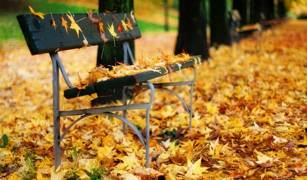 Обои листья, парк, листва, осень, скамья, кленовый лист, осенние листья, leaves, park, foliage, autumn, bench, maple leaf, autumn leaves разрешение 2560x1600 Загрузить
