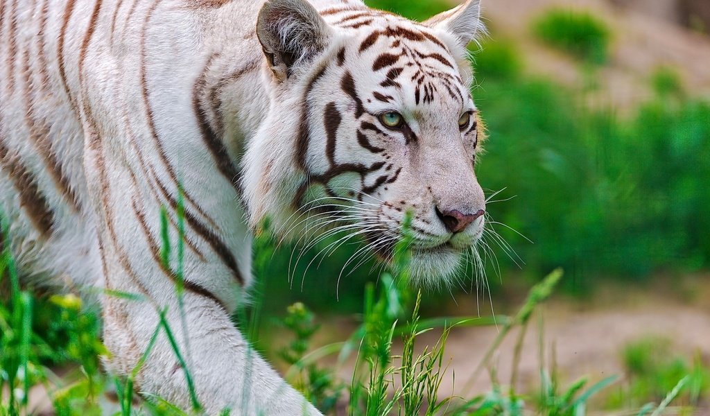 Обои тигр, морда, трава, белый, хищник, крадётся, waite tiger, tiger, face, grass, white, predator, sneaks разрешение 1920x1200 Загрузить