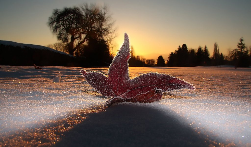 Обои небо, свет, вечер, снег, макро, мороз, иней, лист, the sky, light, the evening, snow, macro, frost, sheet разрешение 1920x1200 Загрузить