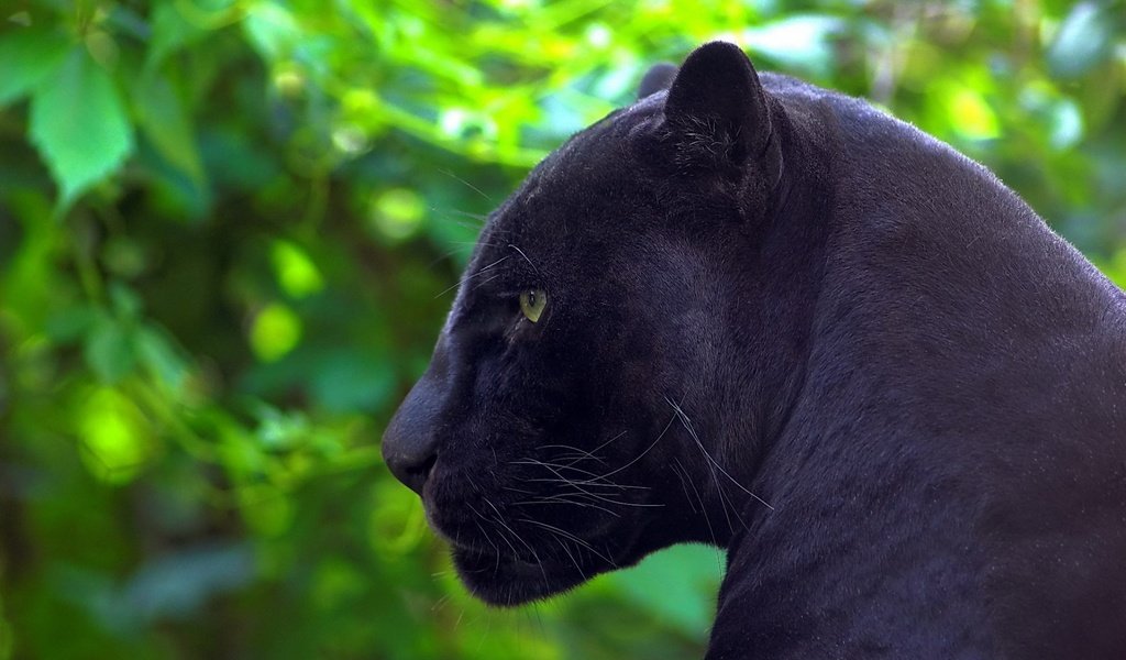 Обои природа, хищник, профиль, пантера, черная, nature, predator, profile, panther, black разрешение 1920x1200 Загрузить