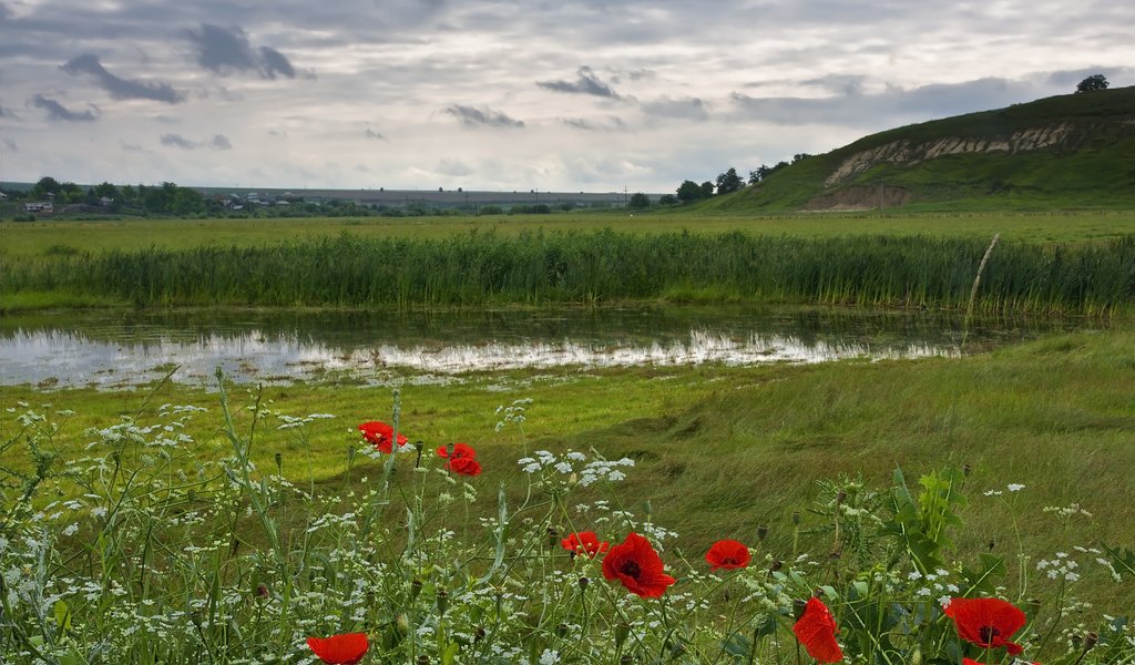 Обои цветы, озеро, поле, flowers, lake, field разрешение 3674x2593 Загрузить