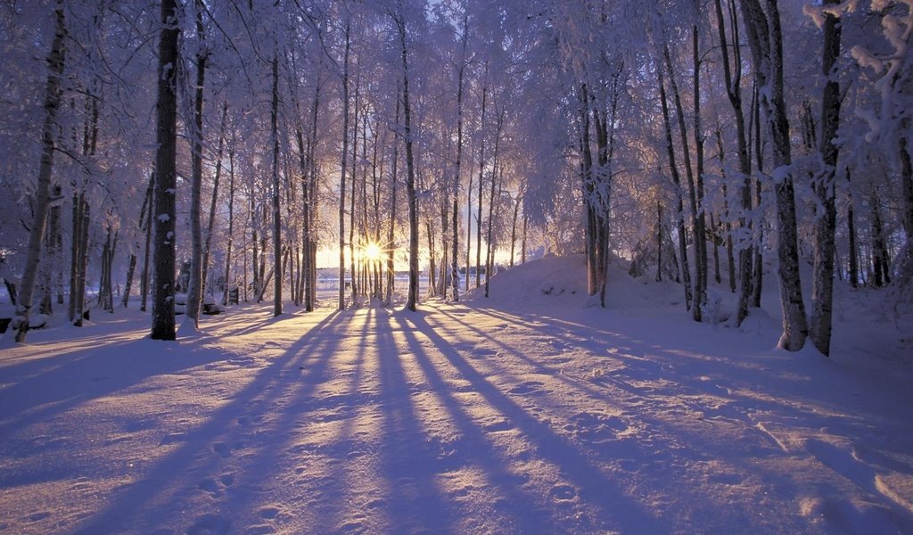 Обои солнце, лес, зима, the sun, forest, winter разрешение 1920x1200 Загрузить