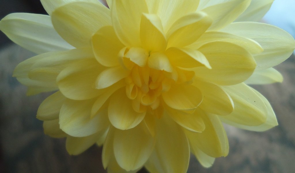 Обои крупный план, хризантема, close-up, chrysanthemum разрешение 4320x2432 Загрузить