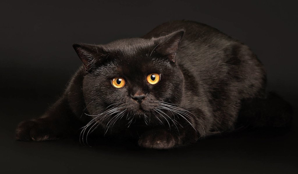 Обои кот, кошка, черный, хвост, мех, янтарные глаза, cat, black, tail, fur, amber eyes разрешение 1920x1080 Загрузить