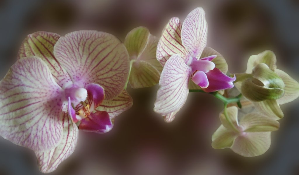 Обои орхидея, цветок на рабочий стол, orchid, the flower on the desk разрешение 2560x1600 Загрузить