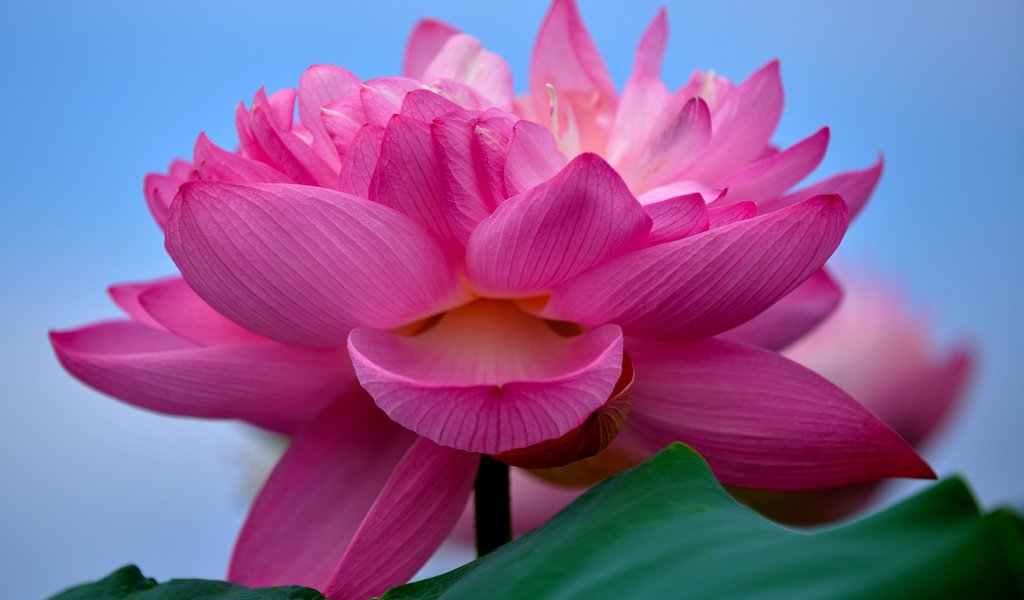 Обои макро, цветок, лотос, розовый лотос, macro, flower, lotus, pink lotus разрешение 2880x1800 Загрузить