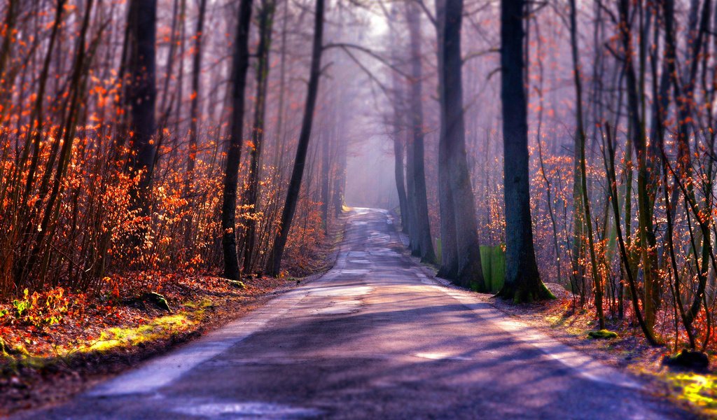 Обои свет, дорога, деревья, туман, осень, light, road, trees, fog, autumn разрешение 2048x1356 Загрузить