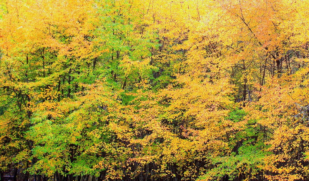 Обои деревья, природа, желтый, листья, листва, осень, trees, nature, yellow, leaves, foliage, autumn разрешение 2653x1740 Загрузить