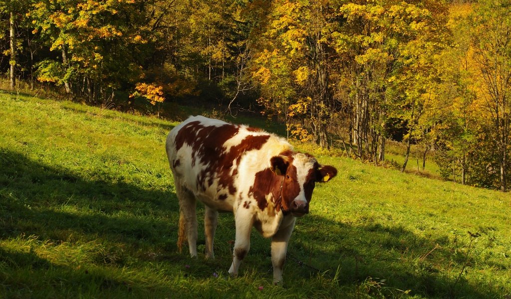 Обои трава, деревья, природа, лес, поле, осень, корова, grass, trees, nature, forest, field, autumn, cow разрешение 3264x2600 Загрузить