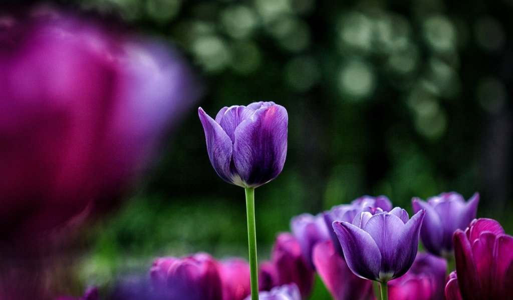 Обои цветы, весна, тюльпаны, фиолетовые, flowers, spring, tulips, purple разрешение 1920x1200 Загрузить